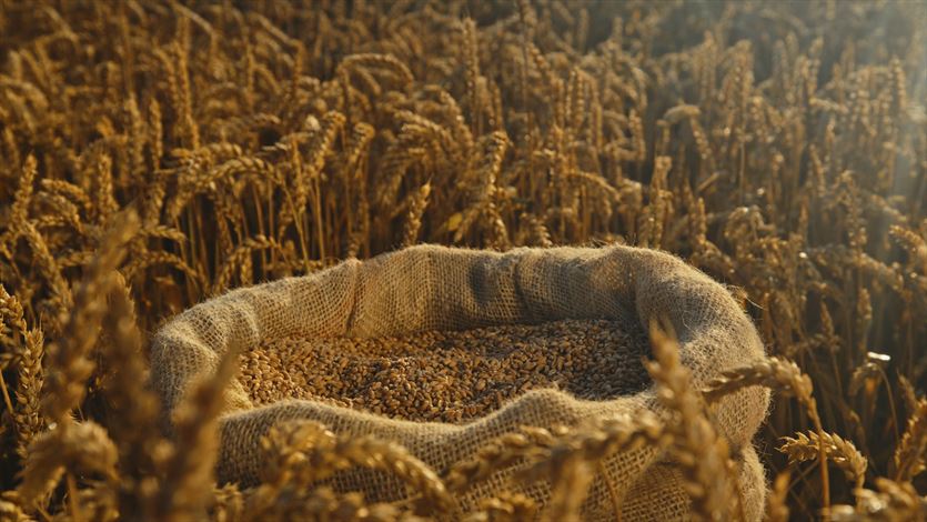 przyjazna Rolnicze usługi, Gospodarstwo Rolne Damian Sysło, Zaczarnie